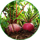 三無(wú)產(chǎn)品，綠色健康